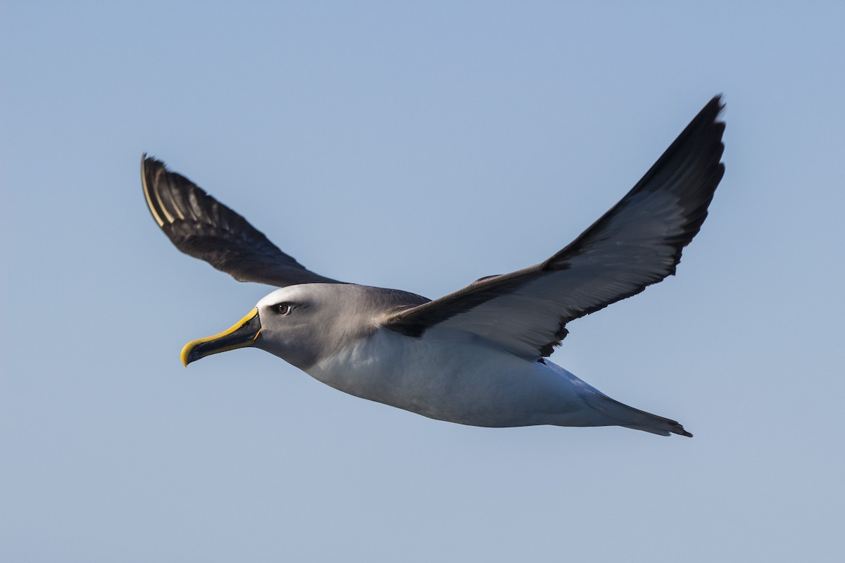 image Buller's Albatross